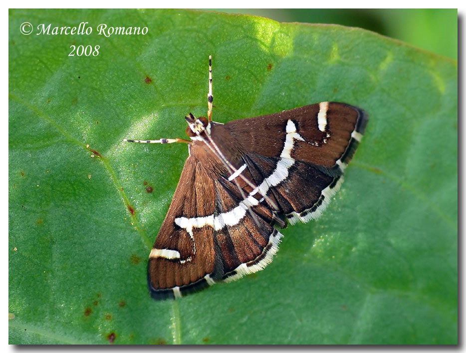 Hymenia recurvalis, una bella Pyralidae cosmopolita